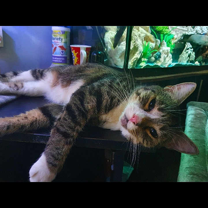 Thor