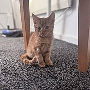 Simba is registered to the contest to win money with this photo: kitten, cat, orange_cat, tabby, carpet, indoor, wooden_table, furniture_leg, pet, cute, animal, young_cat, floor, curious, small, sitting, fur, whiskers, alert, domestic_cat