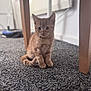kitten, cat, orange_cat, tabby, carpet, indoor, wooden_table, furniture_leg, pet, cute, animal, young_cat, floor, curious, small, sitting, fur, whiskers, alert, domestic_cat