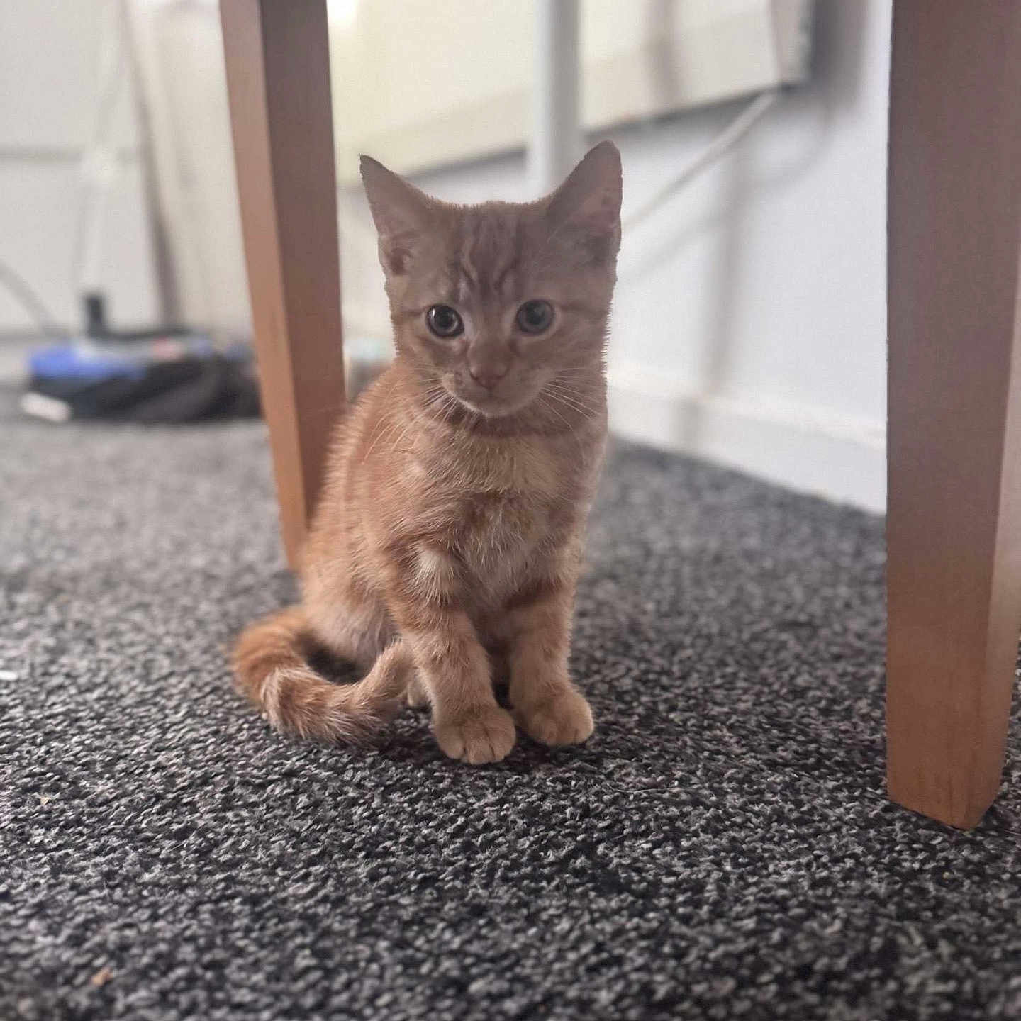 Simba is registered to the contest to win money with this photo: alert, animal, carpet, cat, curious, cute, domestic_cat, floor, fur, furniture_leg, indoor, kitten, orange_cat, pet, sitting, small, tabby, whiskers, wooden_table, young_cat