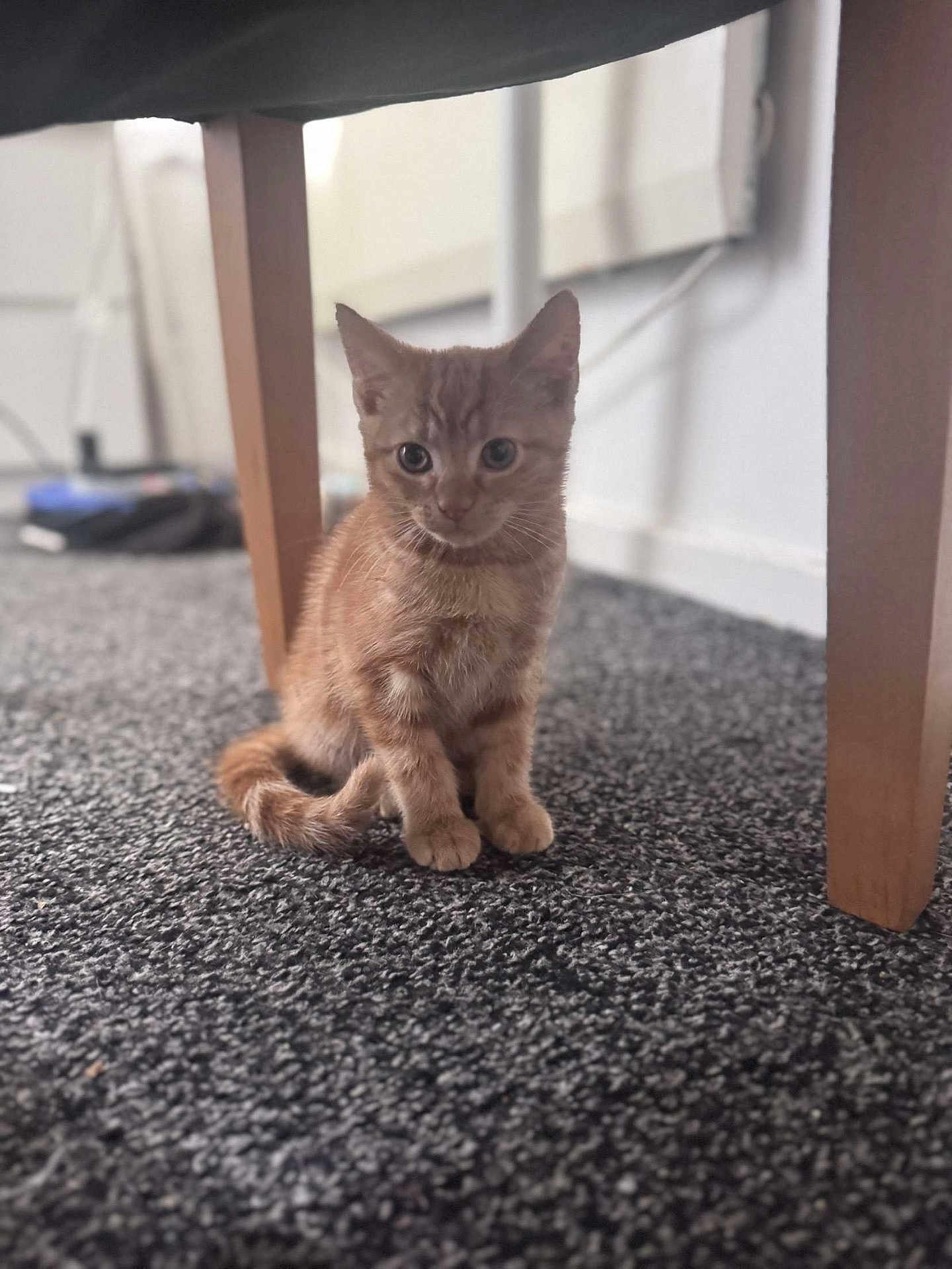 Simba