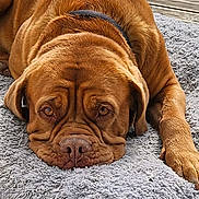 Zaz a rejoint le concours — aidez-le/la à gagner de superbes lots ! animal, brown_fur, canine, close_up, collar, companion, dog, face, fluffy_rug, fur_texture, indoors, large_dog, lying_down, paw, pet, relaxed, resting, sleepy, wooden_floor, wrinkles