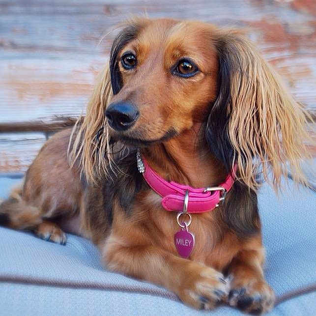 Miley Jade joined the competition — help win amazing prizes!