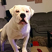 Conan participe au concours pour gagner de l'argent avec cette photo : blanket, canine, coffee_table, comfortable, couch, dog, domestic_animal, floor, furniture, glass, household, indoor, living_room, magazines, pet, relaxing, sofa, tail, tile_floor, white_dog