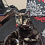 cat, tortoiseshell, pet, collar, bell, couch, floral_pattern, black, red, green_eyes, feline, indoor, relaxed, sitting, fur, whiskers, household, table, electronics, cords