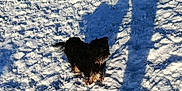 Nénette participe au concours pour gagner de l'argent avec cette photo : animal, black_dog, canine, cold, daylight, dog, frost, fur, ground, nature, outdoor, pet, playful, shadow, small_dog, snow, sunlight, texture, walking, winter