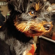 Nénette a rejoint le concours — aidez-le/la à gagner de superbes lots ! animal, black_fur, brown_fur, close_up, companion, cozy, cute, dog, domestic_animal, ears, face, fur, indoor, looking_away, mammal, nose, pet, portrait, warm_lighting, whiskers