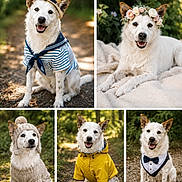 Paco a rejoint le concours — aidez-le/la à gagner de superbes lots ! dog, white_dog, outdoor, forest, nature, pet, canine, costume, hat, flower_crown, sweater, raincoat, tuxedo, portrait, smiling, happy, animal, cute, collage, fashion