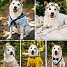 dog, white_dog, outdoor, forest, nature, pet, canine, costume, hat, flower_crown, sweater, raincoat, tuxedo, portrait, smiling, happy, animal, cute, collage, fashion