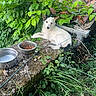 dog, white_dog, black_markings, outdoor, greenery, plants, moss, stone, food_bowl, water_bowl, rustic, roof_tiles, nature, grass, pet, canine, animal, relaxed, curious, leaves