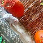 Les Z Amis Couiks participe au concours pour gagner de l'argent avec cette photo : fawn, hamster, tail
