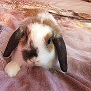 Samuel participe au concours pour gagner de l'argent avec cette photo : domestic_rabbit, ear, eye, fawn, guinea_pig, iris, mammal, organ, rabbit, rabbits_and_hares, skin, snout, whiskers