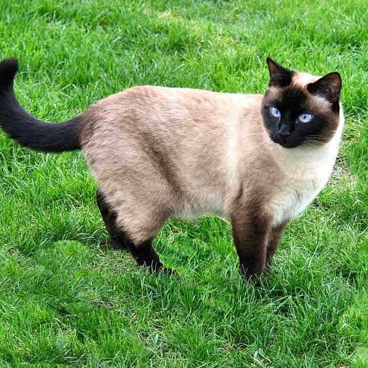 Lucas a rejoint le concours — aidez-le/la à gagner de superbes lots ! cat, siamese_cat, blue_eyes, animal, pet, feline, grass, outdoor, nature, mammal, fur, whiskers, tail, alert, standing, domestic_animal, cute, side_view, green, daylight