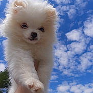 Buns joined the competition — help win amazing prizes! puppy, dog, pomeranian, white_fur, fluffy, sky, clouds, outdoor, cute, paw, hand, portrait, blue_sky, pet, animal, small_dog, fur, whiskers, adorable, sunny_day