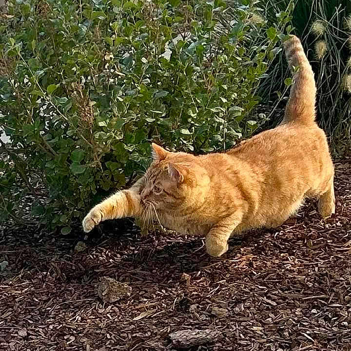 Baxter is registered to the contest to win money with this photo: alert, animal, bushes, cat, daylight, feline, fur, garden, grass, ground, mammal, mulch, nature, orange_tabby, outdoor, pet, playful, pouncing, tail, whiskers