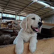 Anaya participe au concours pour gagner de l'argent avec cette photo : dog, puppy, golden_retriever, farm, barn, sheep, livestock, wooden_fence, paws, tongue_out, close_up, animal_pen, cute, smiling, barn_interior, roof, hay, agriculture, domestic_animal, pet