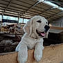 dog, puppy, golden_retriever, farm, barn, sheep, livestock, wooden_fence, paws, tongue_out, close_up, animal_pen, cute, smiling, barn_interior, roof, hay, agriculture, domestic_animal, pet