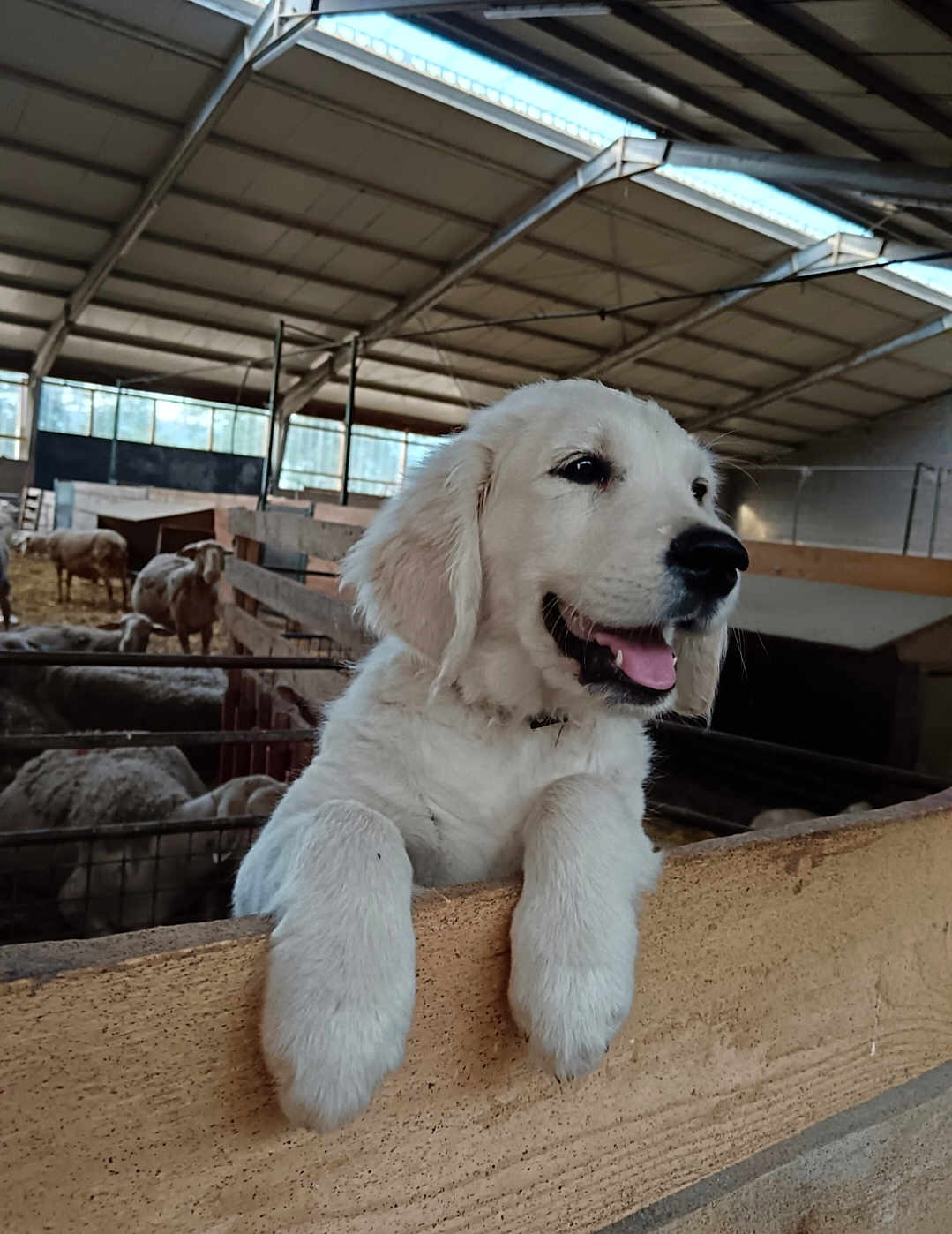 Anaya participe au concours pour gagner de l'argent avec cette photo : dog, puppy, golden_retriever, farm, barn, sheep, livestock, wooden_fence, paws, tongue_out, close_up, animal_pen, cute, smiling, barn_interior, roof, hay, agriculture, domestic_animal, pet