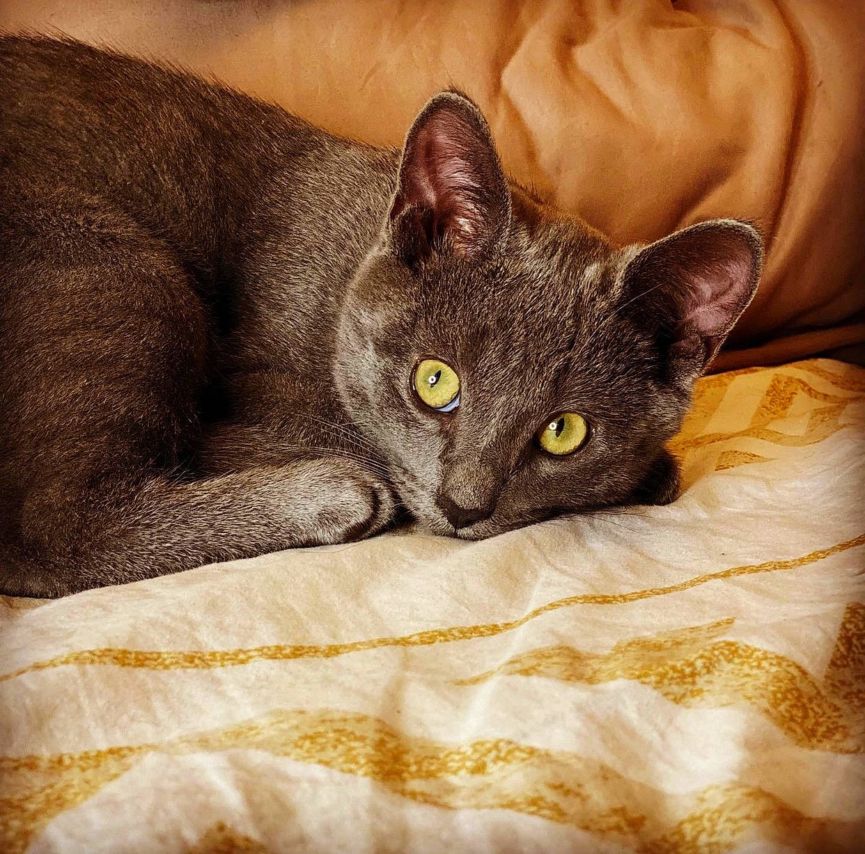 Hana a rejoint le concours — aidez-le/la à gagner de superbes lots ! black_cat, carnivore, cat, cat_supply, comfort, domestic_short_haired_cat, fawn, felidae, fur, grey, havana_brown, linens, sitting, small_to_medium_sized_cats, snout, tail, terrestrial_animal, whiskers