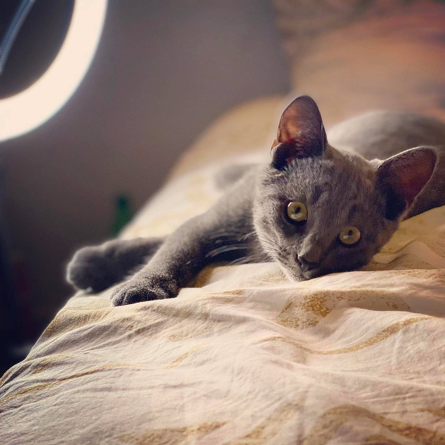 Hana a rejoint le concours — aidez-le/la à gagner de superbes lots ! carnivore, cat, comfort, darkness, domestic_short_haired_cat, ear, felidae, fur, grey, russian_blue, small_to_medium_sized_cats, snout, whiskers