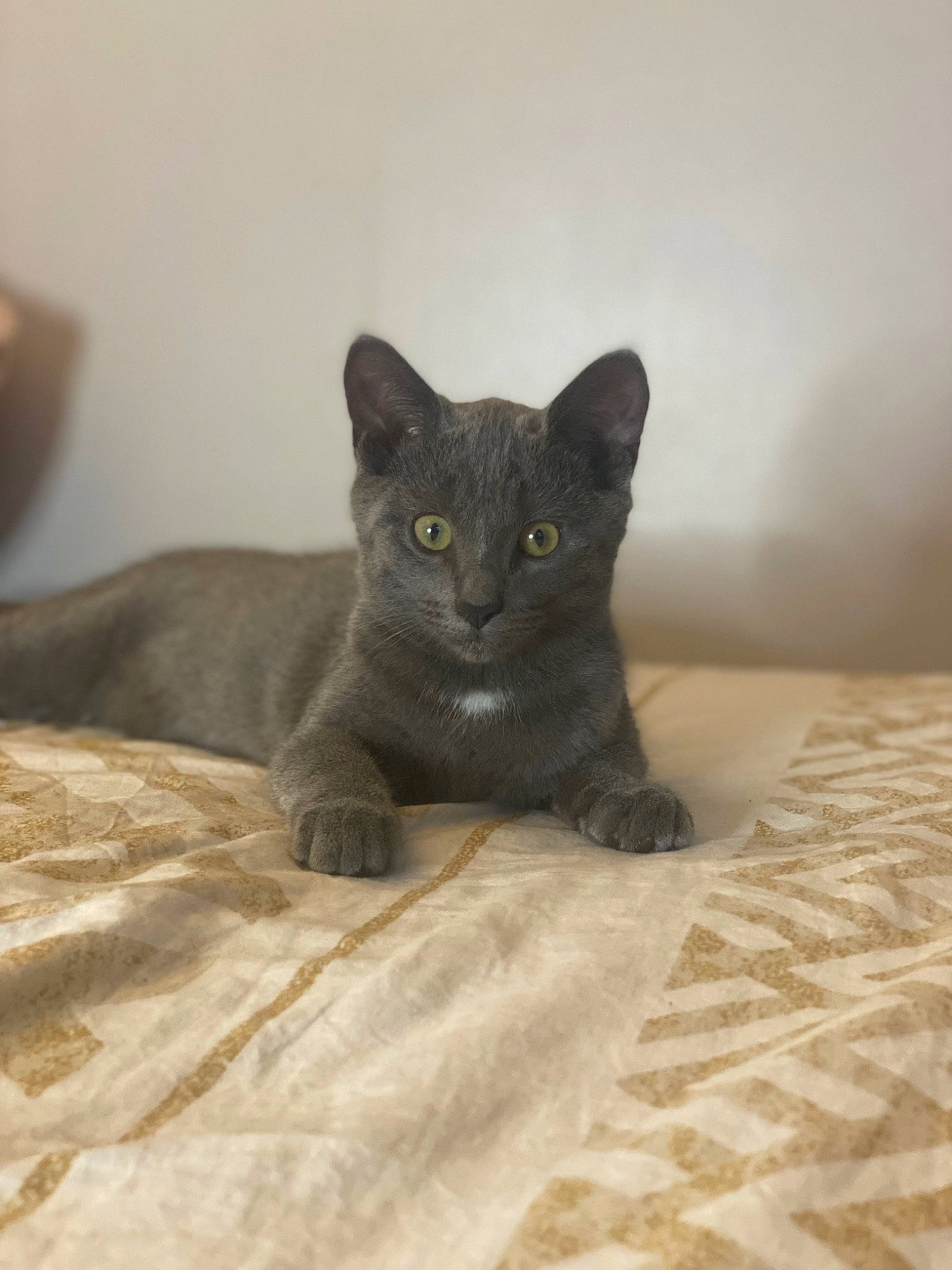 Hana participe au concours pour gagner de l'argent avec cette photo : black_cat, carnivore, cat, comfort, domestic_short_haired_cat, felidae, fur, grey, russian_blue, small_to_medium_sized_cats, snout, terrestrial_animal, whiskers