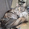 Sweety participe au concours pour gagner de l'argent avec cette photo : blanket, brown, cat, comfort, cozy, ears, face, feline, fluffy, fur, gray, household, indoor, long_hair, pet, radiator, relaxed, resting, tail, whiskers