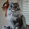 animal, cat, cozy, cute, decor, domestic_cat, ears, feline, fluffy, furniture, indoor, long_hair, looking_away, perch, pet, portrait, soft_light, whiskers, window, wreath