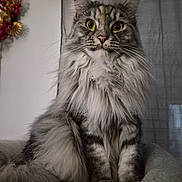 Sweety participe au concours pour gagner de l'argent avec cette photo : animal, cat, close_up, cozy_bed, curious, decor, domestic_cat, ears, eyes, feline, fur_pattern, gray, indoor, long_hair, pet, portrait, sitting, soft_lighting, whiskers, wreath