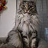 animal, cat, close_up, cozy_bed, curious, decor, domestic_cat, ears, eyes, feline, fur_pattern, gray, indoor, long_hair, pet, portrait, sitting, soft_lighting, whiskers, wreath
