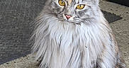 Sweety a rejoint le concours — aidez-le/la à gagner de superbes lots ! animal, cat, concrete_floor, domestic_cat, ears, feline, fluffy, fur, golden_eyes, gray_fur, indoor, long_hair, looking, muzzle, paws, pet, portrait, sitting, whiskers, yellow_eyes