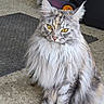 animal, cat, concrete_floor, domestic_cat, ears, feline, fluffy, fur, golden_eyes, gray_fur, indoor, long_hair, looking, muzzle, paws, pet, portrait, sitting, whiskers, yellow_eyes