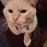 Momo is registered to the contest to win money with this photo: animal, cat, close_up, collar, companion, cream_colored, cute, domestic_animal, ears, eyes, face, feline, floor, fur, indoor, looking_up, pet, shadow, sitting, whiskers