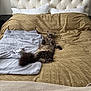 Rizzi is registered to the contest to win money with this photo: animal, bed, blanket, brown, cat, comforter, cozy, domestic_cat, fluffy, fur, furniture, gray, headboard, indoor, pet, pillow, relaxed, resting, sleepy, tabby_cat