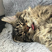 Rizzi joined the competition — help win amazing prizes! animal, bed, cat, closeup, cozy, cute, domestic, feline, fluffy, fur, indoor, mammal, pet, relaxation, resting, sleeping, soft, tabby, tongue_out, whiskers