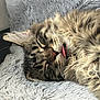 animal, bed, cat, closeup, cozy, cute, domestic, feline, fluffy, fur, indoor, mammal, pet, relaxation, resting, sleeping, soft, tabby, tongue_out, whiskers