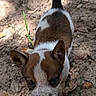 puppy, dog, brown_and_white, outdoor, dirt, leaves, curious, small_dog, animal, pet, young_dog, nature, ears_up, tail_up, looking_up, sunlight, shadow, ground, cute, canine