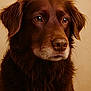 dog, brown_dog, portrait, close_up, pet, canine, fur, fluffy, animal, eyes, snout, ears, muzzle, domestic_animal, looking_away, studio_light, calm, indoors, head_shot, soft_background
