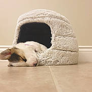 Razmote participe au concours pour gagner de l'argent avec cette photo : puppy, dog, sleeping, pet_cave, furry, indoor, floor, tile_floor, resting, cute, small_dog, white_wall, cozy, pink_collar, animal, pet, adorable, relaxing, young_dog, canine