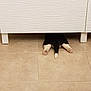 Razmote participe au concours pour gagner de l'argent avec cette photo : dog, hind_legs, tail, floor_tiles, cabinet, white_cabinet, black_and_white_dog, pet, hiding, playful, paws, animal, indoor, floor, cute, small_space, curious, funny_pose, home, domestic