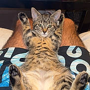 Violette participe au concours pour gagner de l'argent avec cette photo : cat, kitten, tabby, animal, pet, lap, legs, shorts, resting, paws, fur, indoor, relaxed, person, clothing, table, can, background, comfort, cute