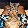 cat, kitten, tabby, animal, pet, lap, legs, shorts, resting, paws, fur, indoor, relaxed, person, clothing, table, can, background, comfort, cute