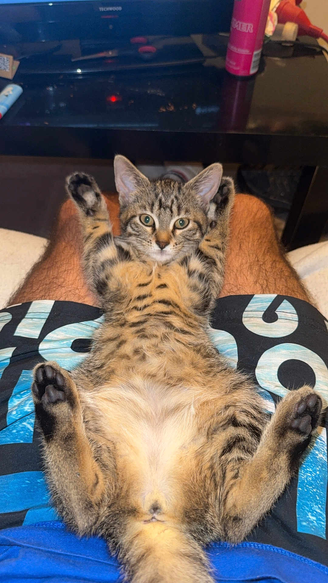 Violette participe au concours pour gagner de l'argent avec cette photo : cat, kitten, tabby, animal, pet, lap, legs, shorts, resting, paws, fur, indoor, relaxed, person, clothing, table, can, background, comfort, cute