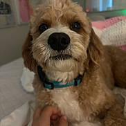 Charlie is registered to the contest to win money with this photo: animal, bed, blanket, brown_fur, close_up, collar, companion, cozy, cute, dog, domestic_animal, friendly, fur, hand, indoor, looking, pet, portrait, resting, white_fur