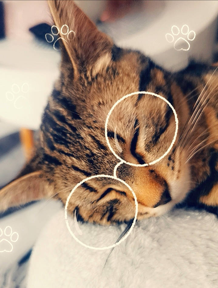 Tycha a rejoint le concours — aidez-le/la à gagner de superbes lots ! carnivore, cat, claw, close_up, comfort, domestic_short_haired_cat, ear, eye, eyelash, eyewear, felidae, fur, glasses, human_body, paw, small_to_medium_sized_cats, snout, tail, whiskers, wildlife