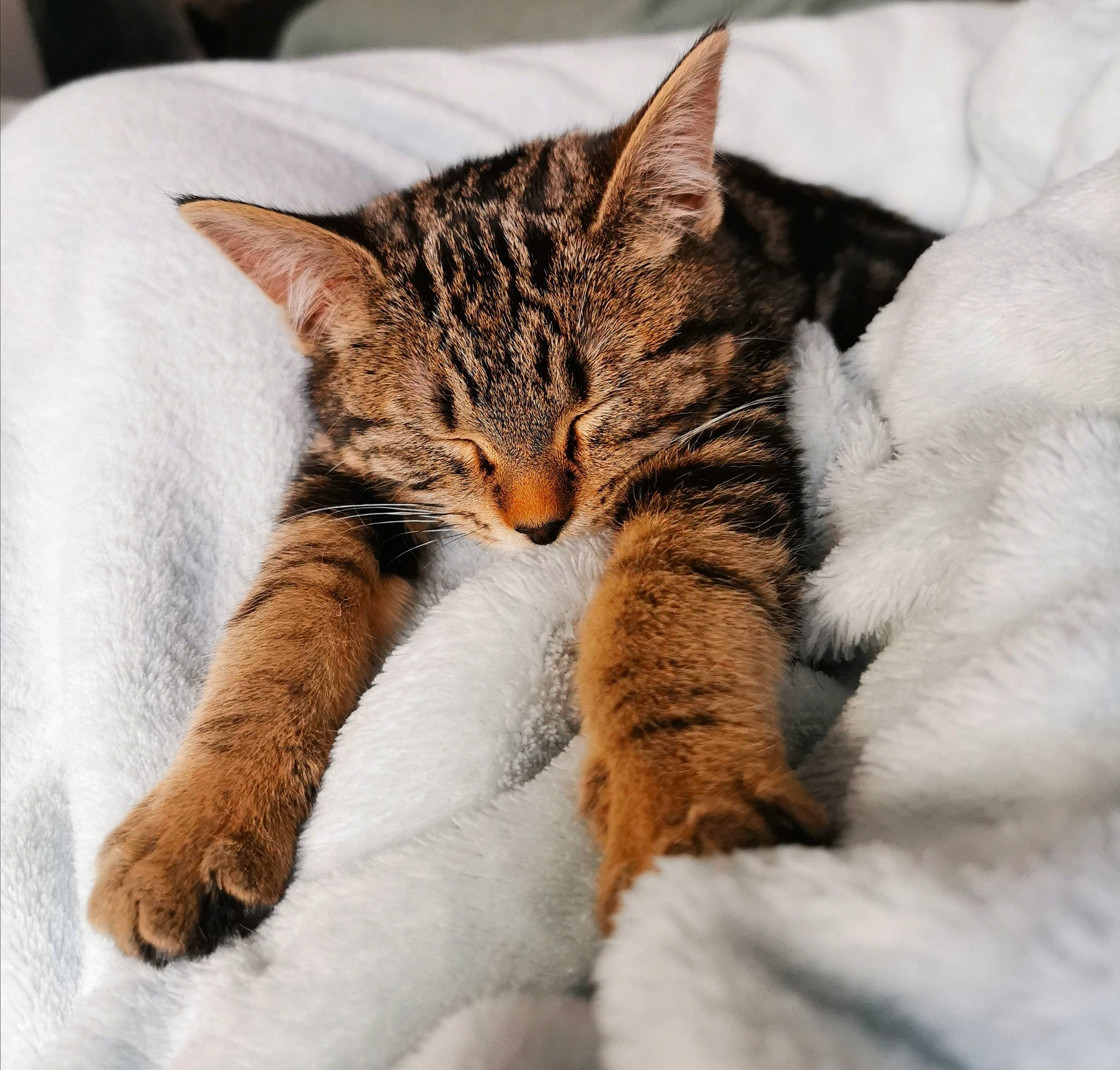 Tycha participe au concours pour gagner de l'argent avec cette photo : carnivore, cat, claw, comfort, domestic_short_haired_cat, felidae, fur, nap, paw, sleep, small_to_medium_sized_cats, snout, tail, terrestrial_animal, whiskers, wildlife