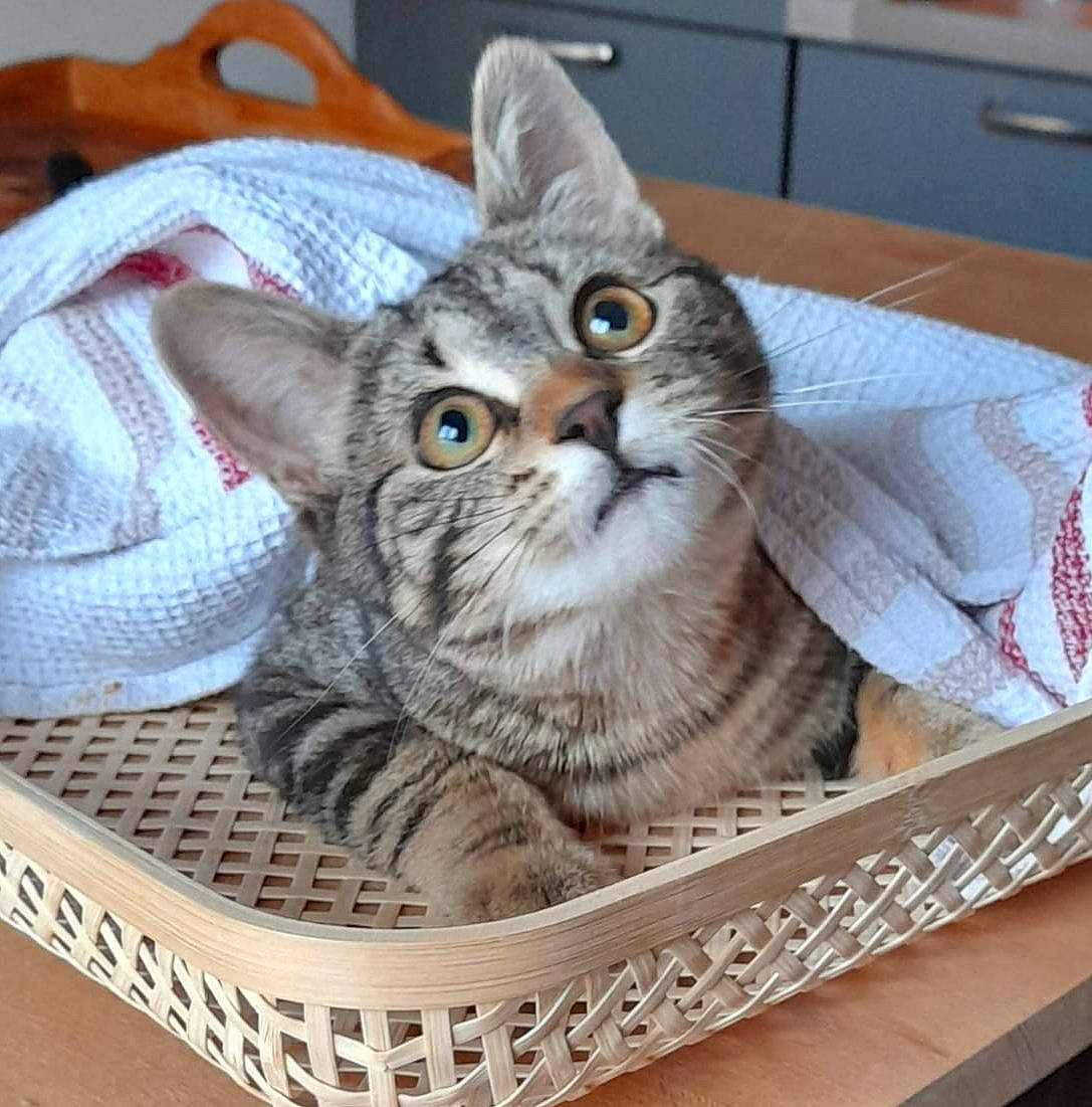 Tycha a rejoint le concours — aidez-le/la à gagner de superbes lots ! animal_shelter, basket, box, carnivore, cat, cat_supply, comfort, domestic_short_haired_cat, fawn, felidae, fur, glasses, pattern, paw, pet_supply, small_to_medium_sized_cats, storage_basket, whiskers, wicker, wood
