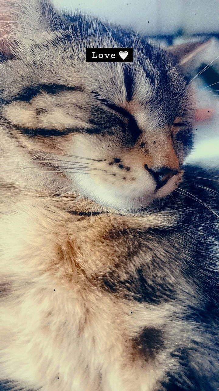 Tycha participe au concours pour gagner de l'argent avec cette photo : carnivore, cat, cloud, domestic_short_haired_cat, eye, felidae, fur, hand, iris, leg, mountain, nose, paw, sky, small_to_medium_sized_cats, snout, tail, tree, whiskers, wildlife