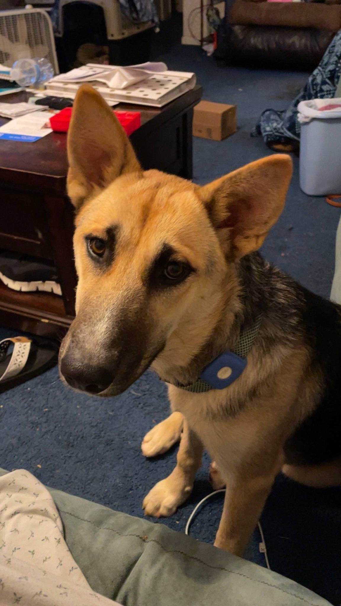 Nola joined the competition — help win amazing prizes! canidae, carnivore, chair, collar, companion_dog, dog, dog_breed, dog_collar, dog_supply, fawn, fur, herding_dog, leash, non_sporting_group, pet_supply, snout, sporting_group, table, whiskers, working_dog