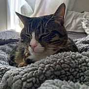 Binx Bleu is registered to the contest to win money with this photo: cat, tabby, pet, animal, sleeping, cozy, blanket, bed, indoor, feline, whiskers, collar, bell, window, curtain, soft_light, relaxing, closeup, fur, resting