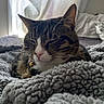 Binx Bleu is registered to the contest to win money with this photo: cat, tabby, sleeping, bell, collar, blanket, gray, cozy, indoor, pet, fur, whiskers, window, soft_light, relaxing, closeup, bedroom, domestic_cat, resting, cute